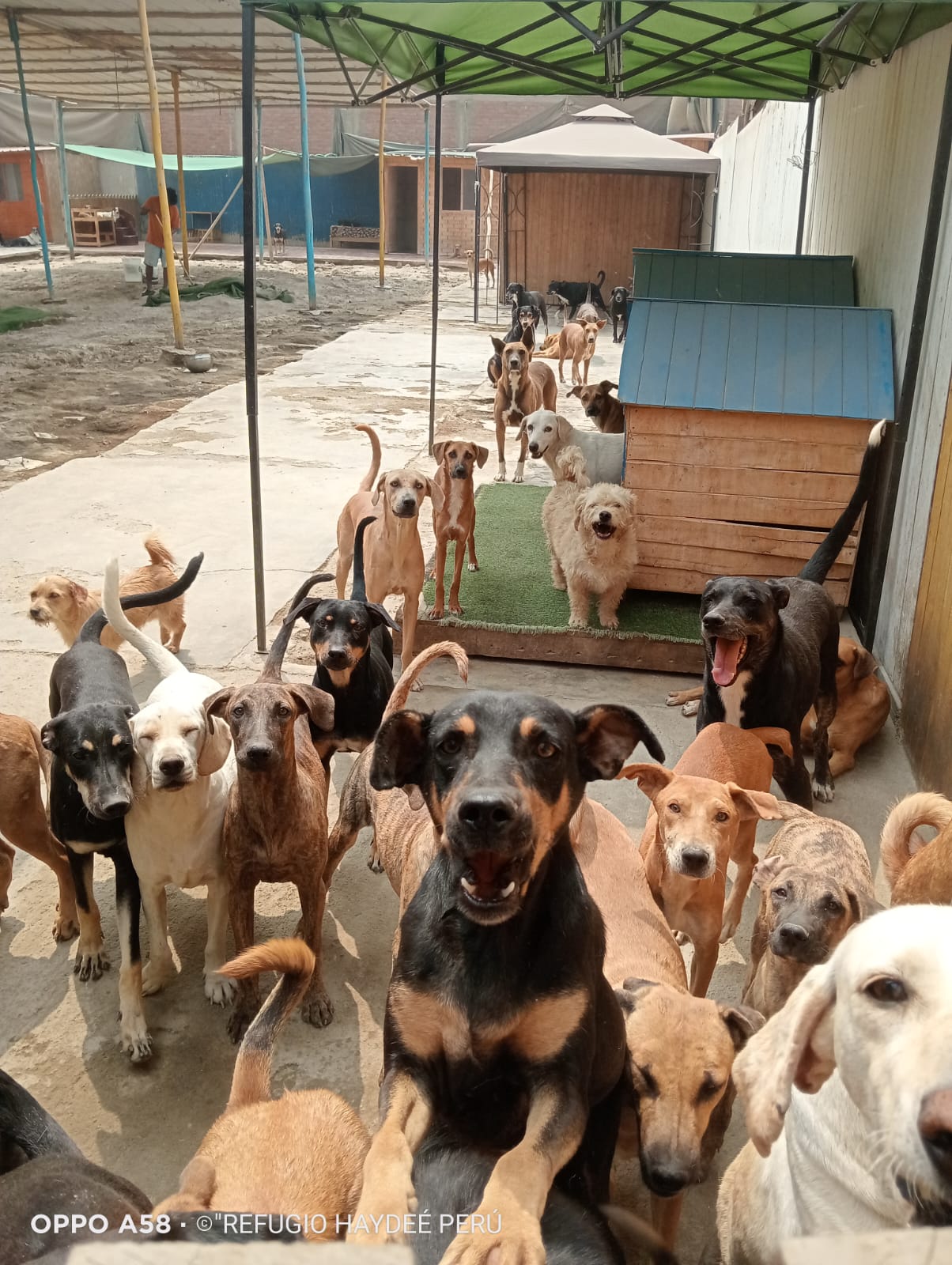 Perros en el refugio Haydee Perú